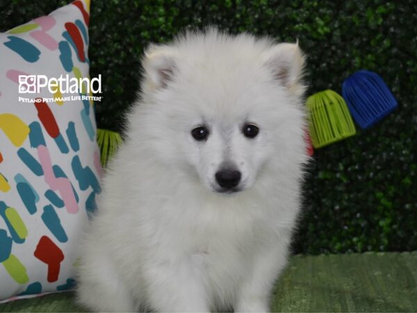 [#1239] White Female American Eskimo Puppies For Sale