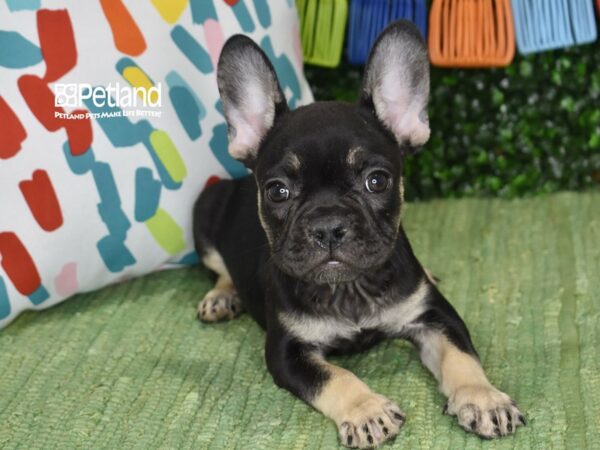 [#1233] Chocolate & Tan Female French Bulldog Puppies For Sale