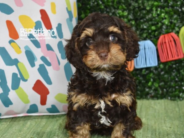 [#1245] Chocolate & Tan Male Cockapoo Puppies For Sale