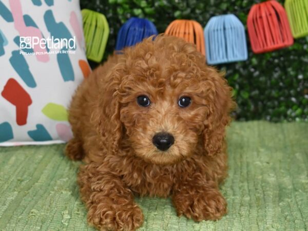 [#1244] Red Male Miniature Goldendoodle 2nd Gen Puppies For Sale