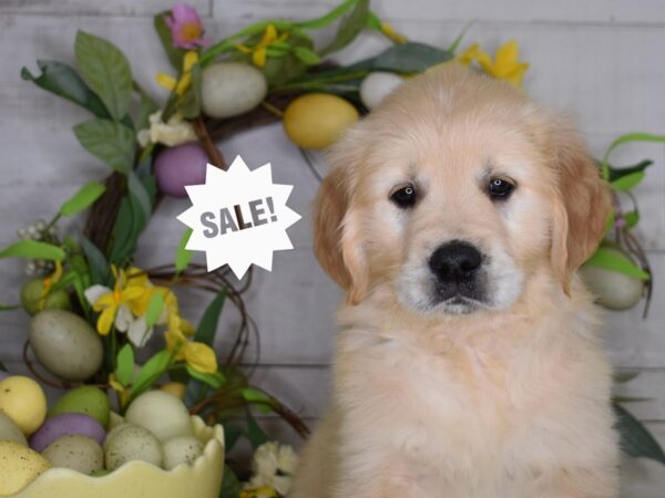 [#1226] Light Golden Female Golden Retriever Puppies For Sale
