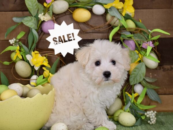 [#1197] Cream & White Female Maltichon Puppies For Sale