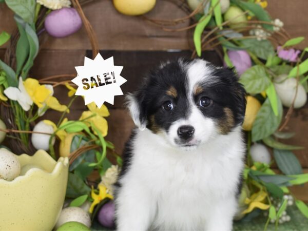 [#1214] Black Tri Female Toy Australian Shepherd Puppies For Sale