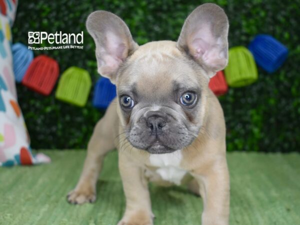[#1255] Blue Fawn Male French Bulldog Puppies For Sale