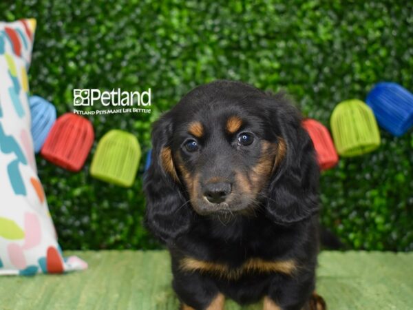 [#1251] Black & Tan, Long Haired Male Dachshund Puppies For Sale