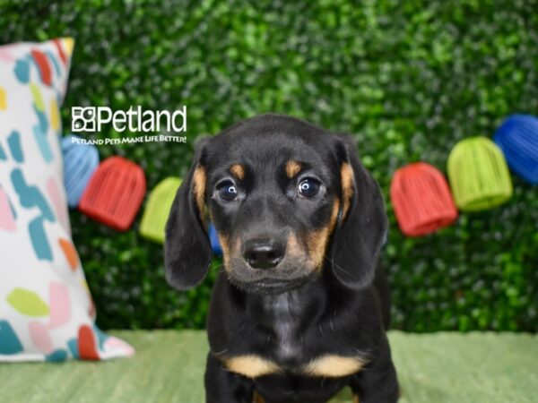 [#1252] Black & Tan Male Dachshund Puppies For Sale