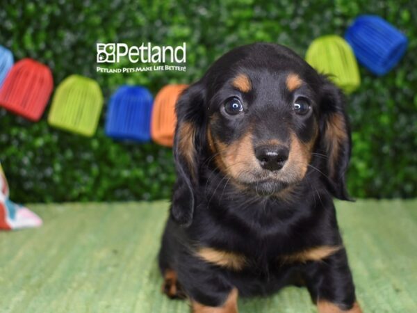 [#1253] Black & Tan, Long Haired Female Dachshund Puppies For Sale