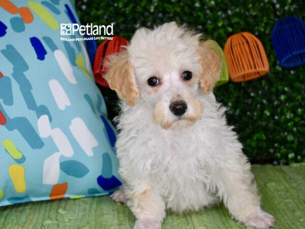 [#1250] Cream Male Poodle Puppies For Sale