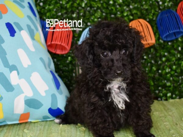 [#1249] Black Male Poodle Puppies For Sale