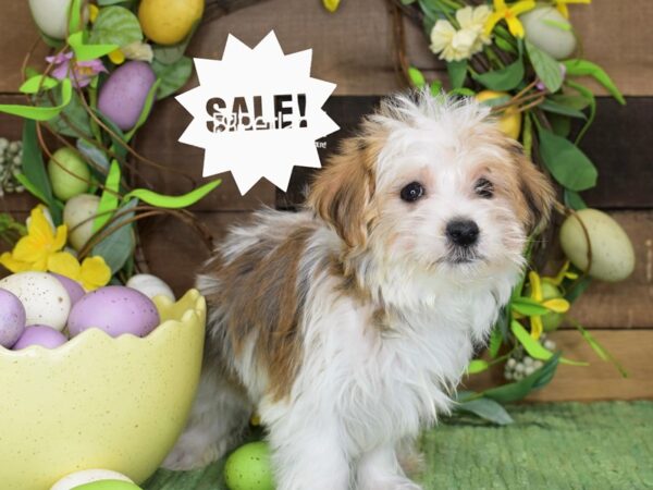 [#1213] Sable & White Female Morkie Puppies For Sale