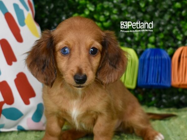 [#1260] Wild Boar, Long Haired Female Dachshund Puppies For Sale