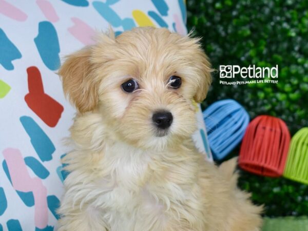 [#1258] Apricot Female Yorkiepoo Puppies For Sale