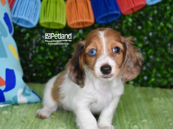 [#1261] Red Dapple Piebald, Long Haired Female Dachshund Puppies For Sale