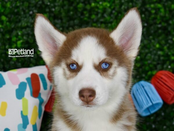 [#1262] Red & White Female Siberian Husky Puppies For Sale
