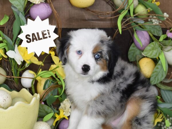 [#1215] Blue Merle Female Toy Australian Shepherd Puppies For Sale