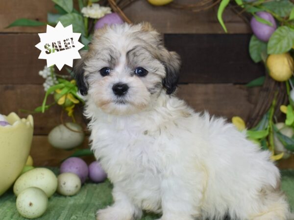 [#1221] Gold & White Male Teddy Bear Puppies For Sale