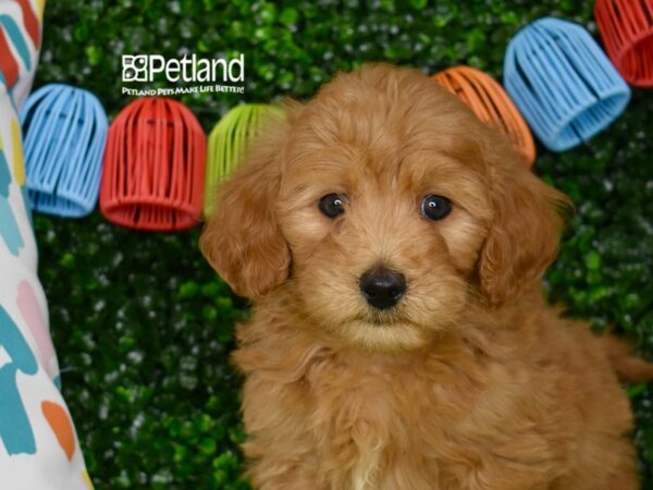 [#1268] Red Male Miniature Goldendoodle 2nd Gen Puppies For Sale
