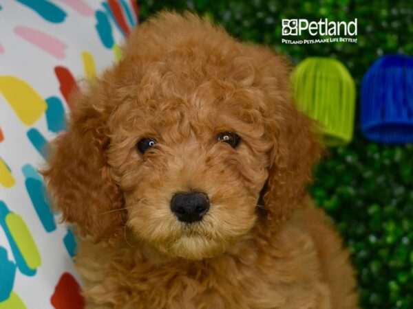 [#1267] Red Male Miniature Goldendoodle 2nd Gen Puppies For Sale