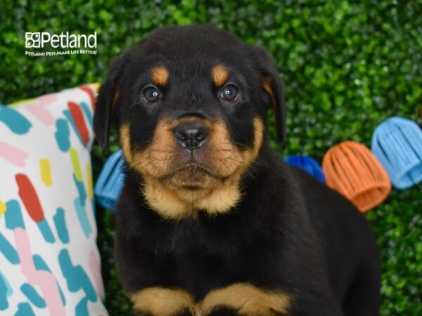 [#1266] Black & Tan Male Rottweiler Puppies For Sale