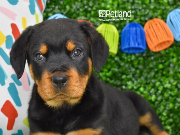 [#1265] Black & Tan Male Rottweiler Puppies For Sale