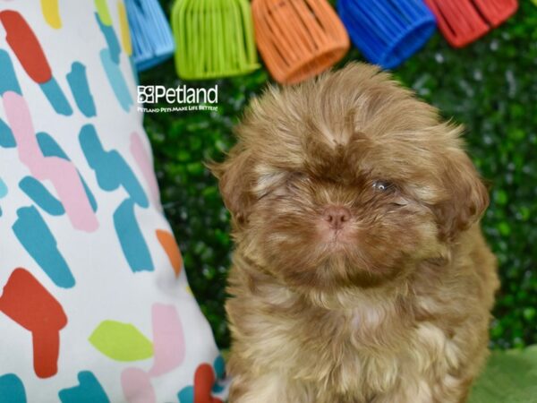 [#1271] Diluted Liver Female Shih Tzu Puppies For Sale