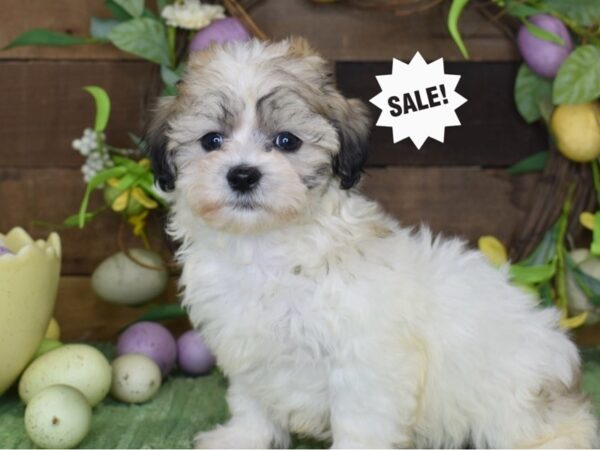 [#1221] Gold & White Male Teddy Bear Puppies For Sale