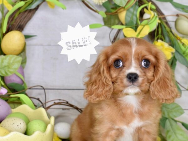 [#1246] Ruby Male Cavalier King Charles Spaniel Puppies For Sale