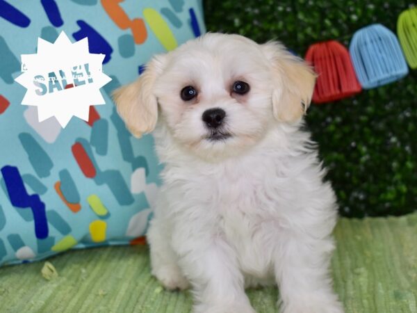 [#1232] Cream & White Male Teddy Bear Puppies For Sale