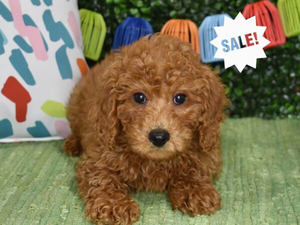[#1244] Red Male Miniature Goldendoodle 2nd Gen Puppies For Sale