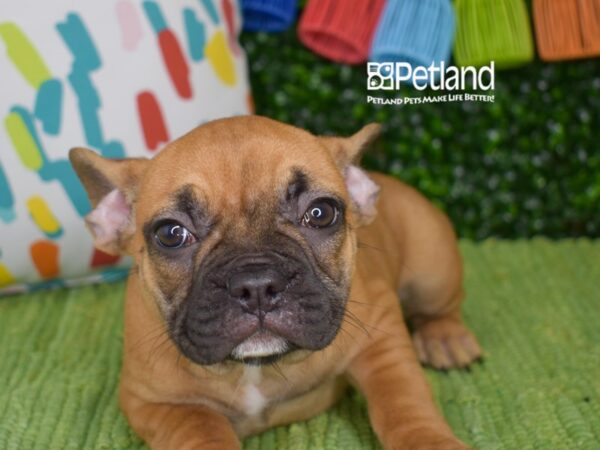 [#1277] Fawn Male French Bulldog Puppies For Sale