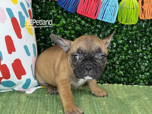 [#1276] Fawn Female French Bulldog Puppies For Sale
