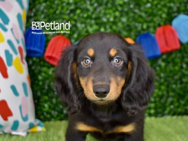 [#1273] Black & Tan, Long Haired Male Dachshund Puppies For Sale
