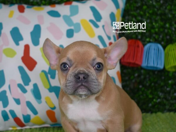 [#1290] Blue Fawn Male French Bulldog Puppies For Sale