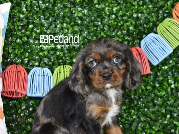 [#1292] Merle, Tan, & White Male Cavalier King Charles Spaniel Puppies For Sale