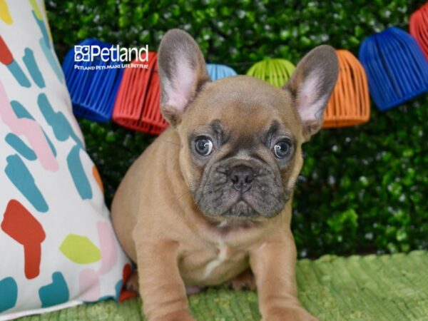 [#1295] Blue Fawn Male French Bulldog Puppies For Sale