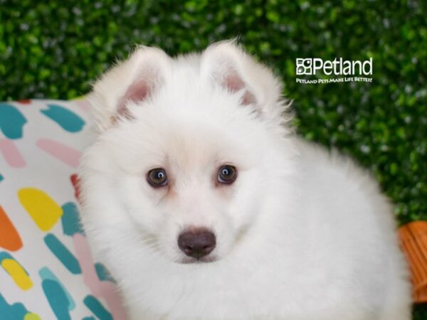 [#1299] White Female American Eskimo Puppies For Sale