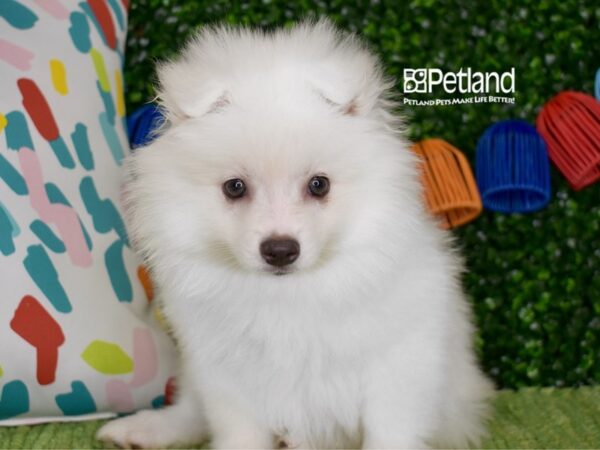 [#1298] White Female American Eskimo Puppies For Sale