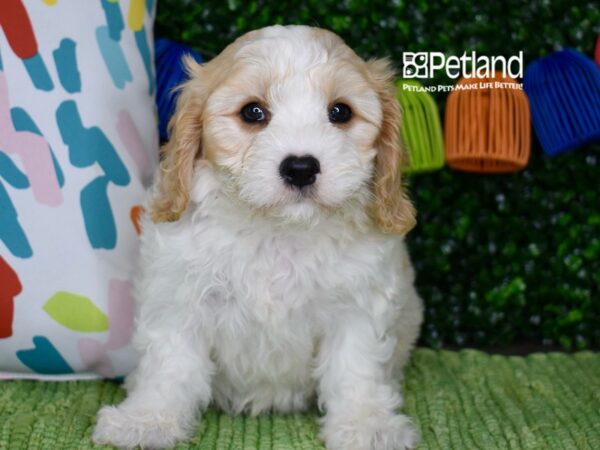 [#1302] Blenheim & White Female Cavachon Puppies For Sale