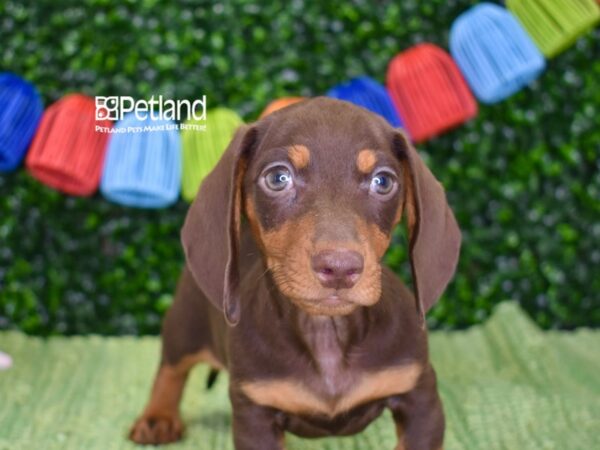 [#1309] Chocolate & Tan Male Dachshund Puppies For Sale