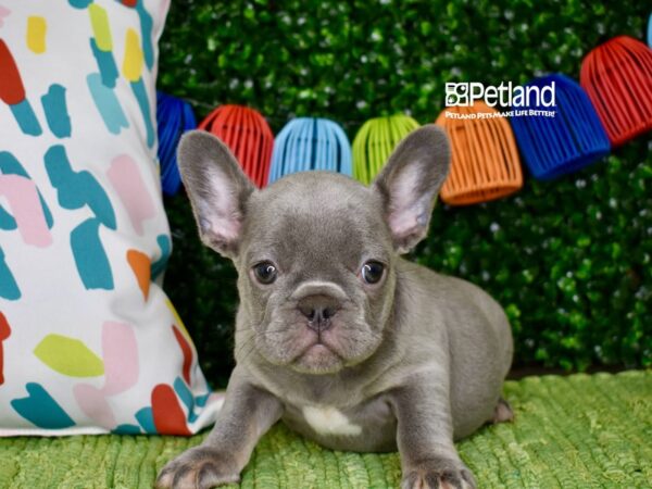 [#1317] Lilac Female French Bulldog Puppies For Sale