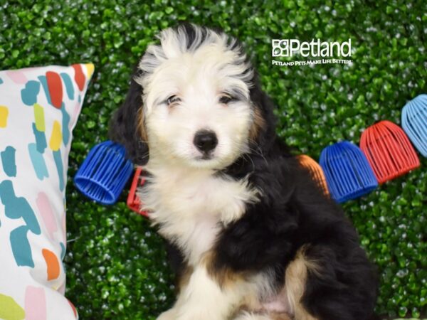 [#1310] Black, Tan, & White Male Miniature Bernadoodle Puppies For Sale