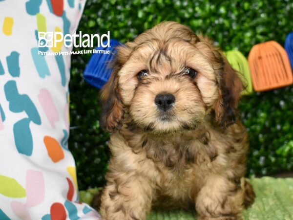[#1312] Sable Male Cavapoo Puppies For Sale