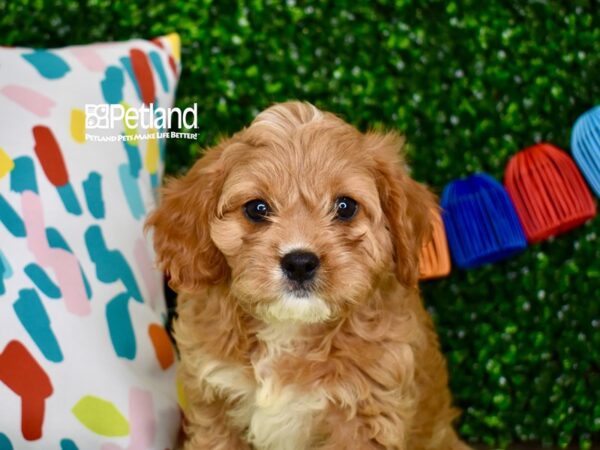 [#1313] Apricot Female Cavapoo Puppies For Sale