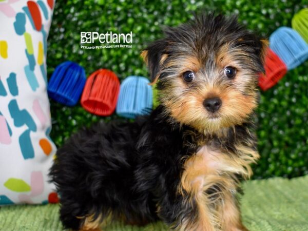 [#1300] Black / Tan Female Yorkshire Terrier Puppies For Sale