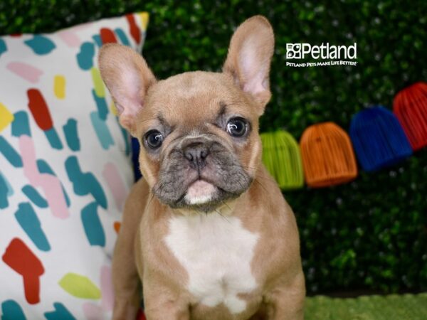 [#1316] Blue Fawn Female French Bulldog Puppies For Sale