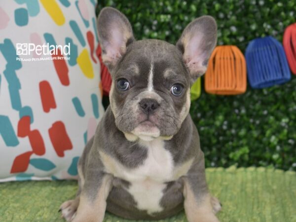 [#1320] Blue, Tan, & White Male French Bulldog Puppies For Sale