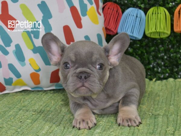 [#1319] Lilac & Tan Male French Bulldog Puppies For Sale
