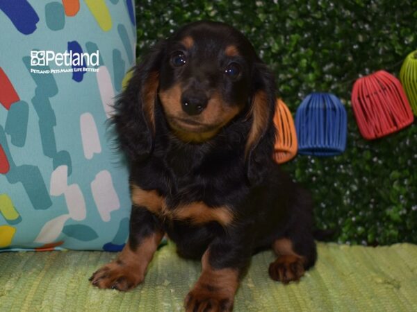 [#1322] Black & Tan, Long Haired Female Dachshund Puppies For Sale