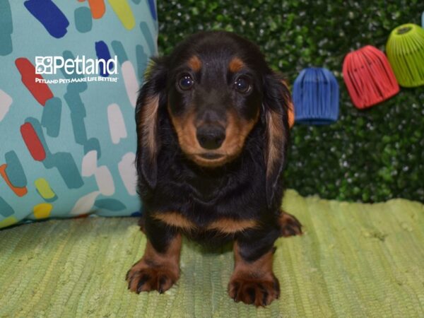 [#1321] Black & Tan, Long Haired Male Dachshund Puppies For Sale