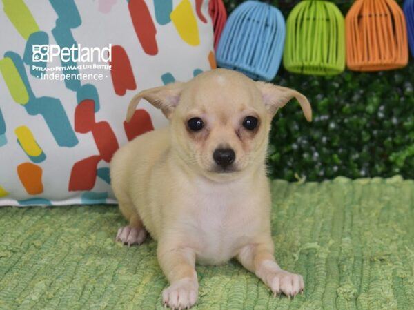 [#1351] Cream Male Chihuahua Puppies For Sale